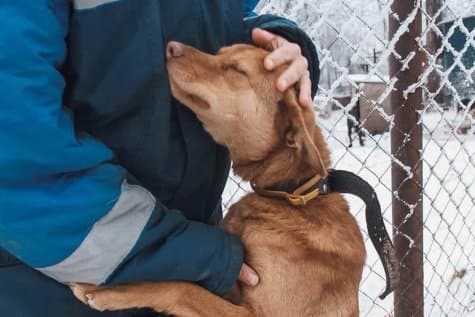 Фонд помощи животным