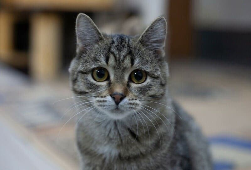 Вредные мифы о домашних и бездомных животных