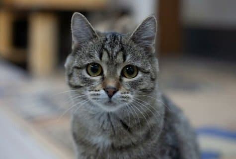 Вредные мифы о домашних и бездомных животных