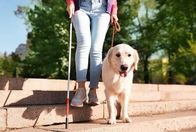 Собаки-поводыри — четвероногие благотворители