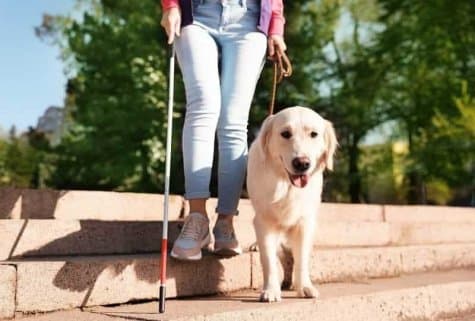 Собаки-поводыри — четвероногие благотворители