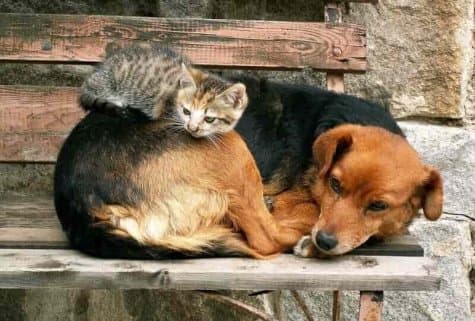 Всемирный день бездомных животных