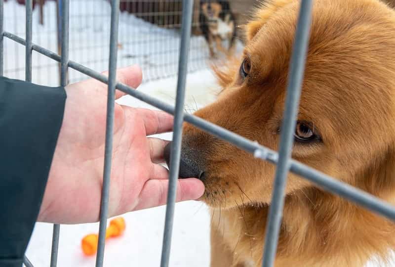 Как устроены приюты для животных