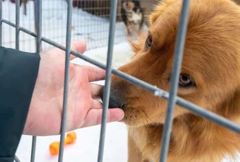 Как устроены приюты для животных