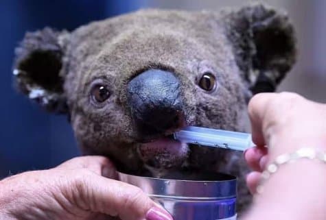 Помощь дикой природе