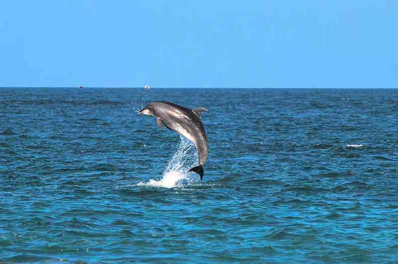 Спасение волонтёрами морей, океанов, других водных объектов