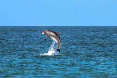 Спасение волонтёрами морей, океанов, других водных объектов