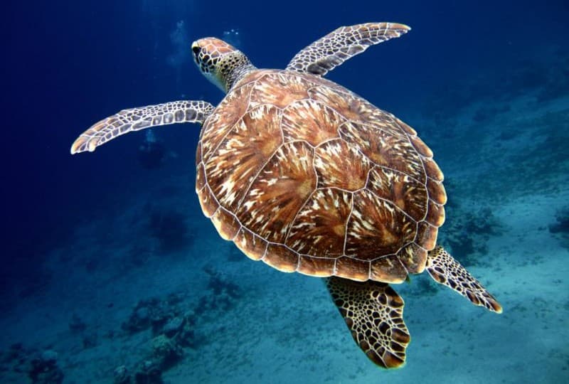 Спасение морских животных