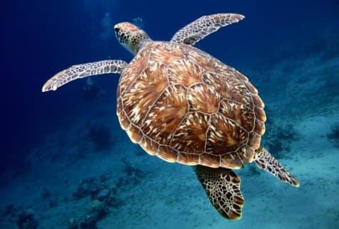 Спасение морских животных