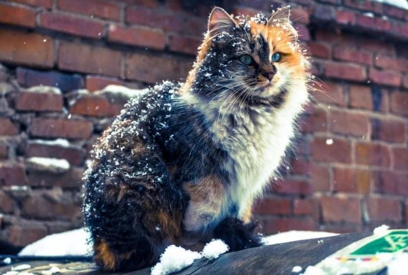 Как помочь бездомным животным в холода