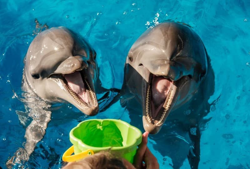 Дельфинотерапия в Анапском дельфинарии