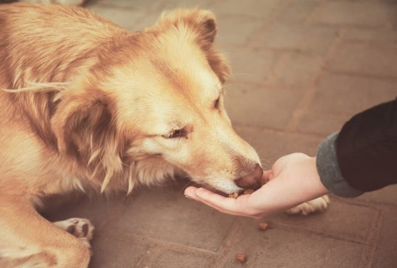Как помочь приютам: благотворительность для животных