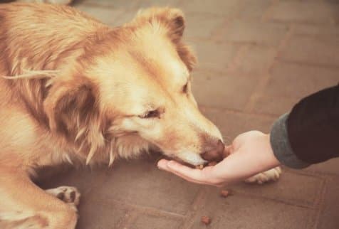 Как помочь приютам: благотворительность для животных