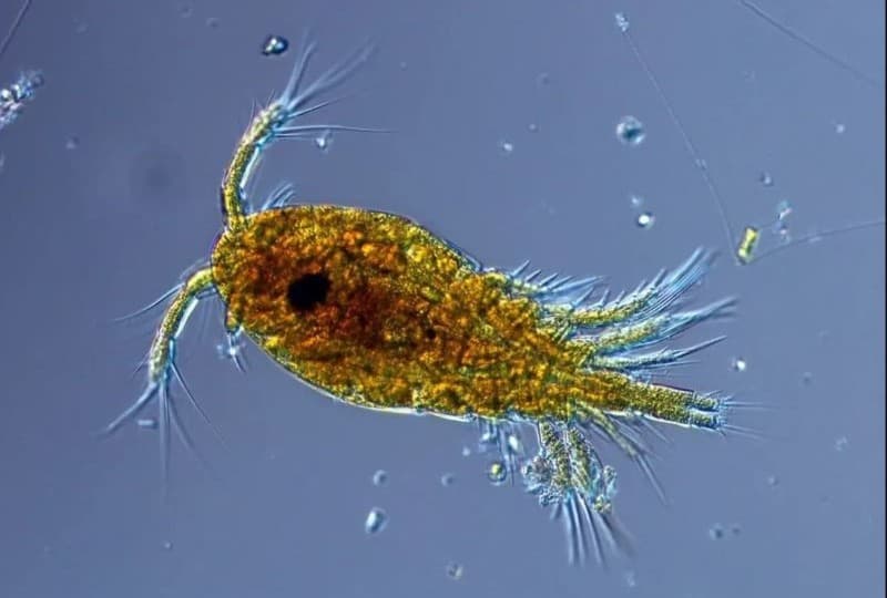 Cobetia marina — бактерия, из которой получили вещество, уничтожающее раковые клетки