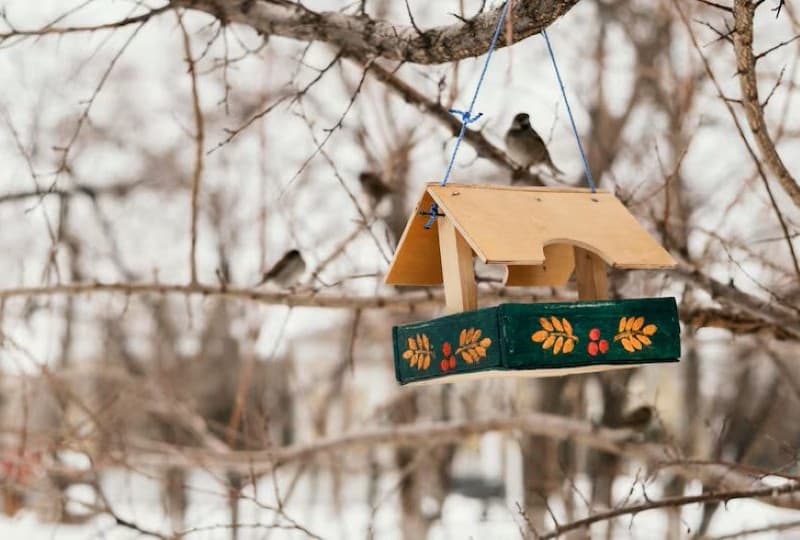 Доброе дело: помощь птицам зимой