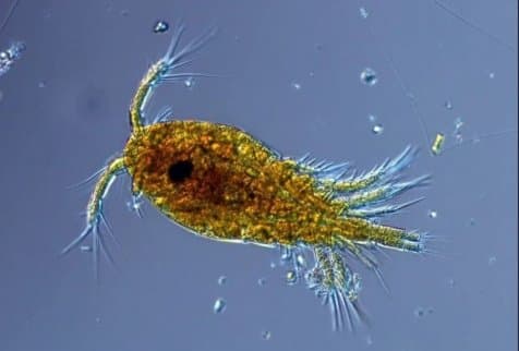 Cobetia marina — бактерия, из которой получили вещество, уничтожающее раковые клетки