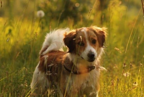 Поиск пропавших животных